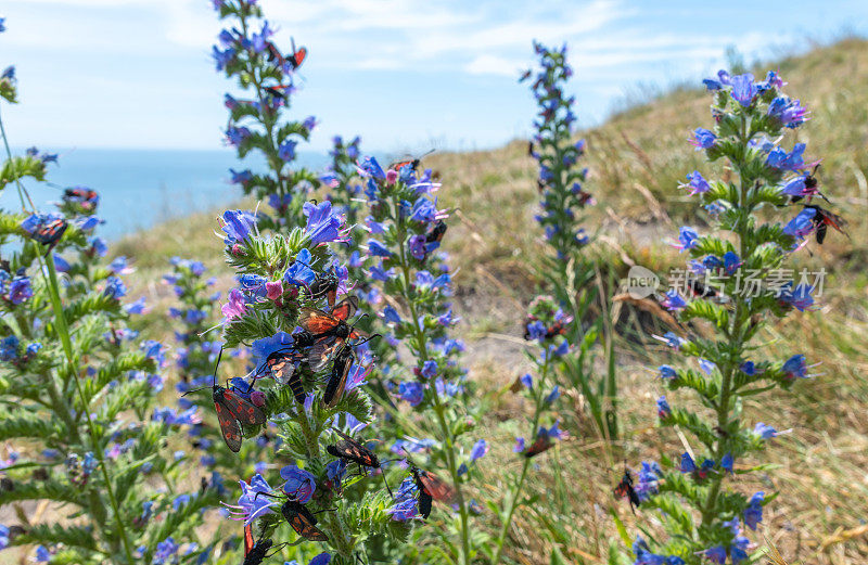 在多塞特海岸，黑斑和赤斑斑蝶(Zygaena filipendulae)聚集在一朵花上